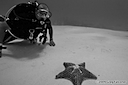 Diver with Starfish